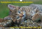 Samtpfoten / Geburtstagskalender (Wandkalender immerwährend DIN A4 quer): Der Katzen-Geburtstagskalender (Geburtstagskalender, 14 Seiten ) (CALVENDO ... (Monatskalender, 14 Seiten)