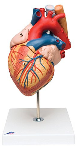 3B Scientific Menschliche Anatomie - Herz mit Luft- und Speiseröhre, 2-fache Größe, 5-teilig + kostenlose Anatomie App - 3B Smart Anatomy, G13