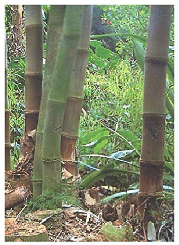 TROPICA - Bambou géant (Dendrocalamus Gigantea) - 100 graines - Herbes/Bambou