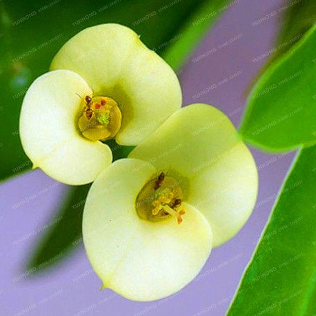 100 Stücke Kaktus Euphorbia Milii Samen Neue Seltene Blume Pflanzen Für Hausgarten Sehr Einfach Wachsen Hause Bonsai