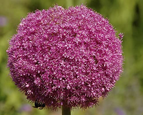 *RARITÄT* 25x Blumenzwiebeln Allium  Karataviens  Zierlauch Lila Kleinwüchsig