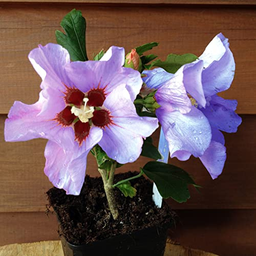6 Stück Hibiscus syriacus 'Marina' von INTRAGARTEN | blauer Garteneibisch | winterhart und blütenreich im Topf