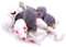 TAMOSH Paquet de 12 Animaux de la Vraie Souris de Fourrure de Lapin de de Chat de Jouet de Chat