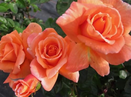 'Scent from Heaven' Bare Root Climbing Rose - Striking Orange & Salmon Blooms - Strong Fruity Fragrance - Rose of The Year 2017 - Lovely Gift Idea