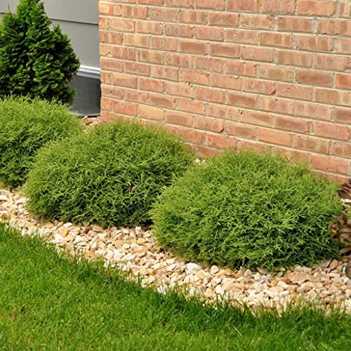 Pianta vera di Thuja occidentalis Mr Bowling Ball - Diametro Vaso Ø 24 cm