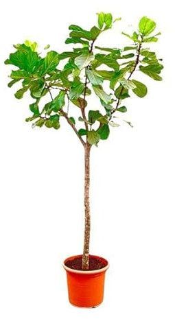 Geigen-Feige – Ficus Lyrata XXL – Zimmerpflanze 300cm – Ø55cm – Exklusive Designpflanze mit großen geigenförmigen Blättern – Tropische XXL-Kübelpflanze