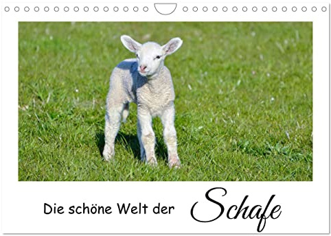 Die schöne Welt der Schafe (Wandkalender 2026 DIN A4 quer), CALVENDO Monatskalender: Schafe und Lämmer auf der Weide. (CALVENDO Tiere)