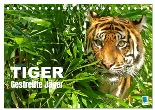 Tiger: Gestreifte Jäger (Tischkalender 2026 DIN A5 quer), CALVENDO Monatskalender: Tiger: die größte Katzenart der Erde lebt in Asien (CALVENDO Tiere)
