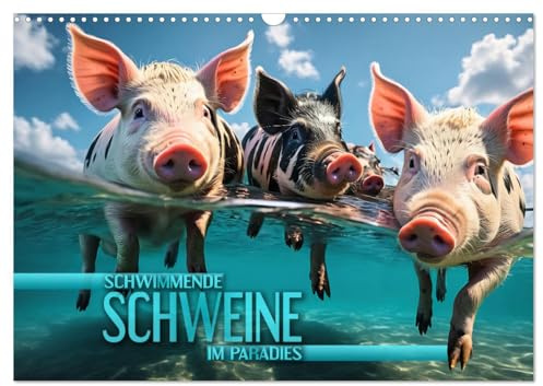 Schwimmende Schweine im Paradies (Wandkalender 2026 DIN A3 quer), CALVENDO Monatskalender: Niedliche Schweinchen tummeln sich an den traumhaften ... in kristallklaren Gewässern (CALVENDO Tiere)