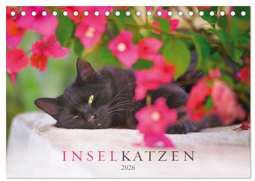 Inselkatzen (Tischkalender 2026 DIN A5 quer), CALVENDO Monatskalender: Wunderschöne, farbenprächtige Fotografien von Katzen der griechischen Inseln (CALVENDO Tiere)