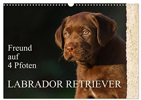 Freund auf 4 Pfoten - Labrador Retriever (Wandkalender 2026 DIN A3 quer), CALVENDO Monatskalender: Der Labrador Retriever, eine der beliebtesten ... Kalenderblättern (CALVENDO Tiere)