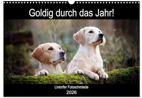 Goldig durch das Jahr! (Wandkalender 2026 DIN A3 quer), CALVENDO Monatskalender: Liebevoll ausgewählte Golden Retriever Motive begleiten durch die Jahreszeiten. (CALVENDO Tiere)