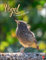 Vögel in unseren Gärten Posterkalender 2024. Viele Fotos und informative Texte zu 12 Vogelarten in einem faszinierenden Wandkalender. Dekorativer Kalender mit Mehrwert für Tierfreunde.