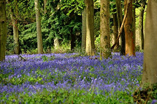 Bluebell Woods eine 45,7 x 30,5 cm Fotografieren Hochwertiger Fotodruck der Glockenblumen Basildon Park Lesung Berkshire England UK Landschaft Foto Farbe Bild Art Print