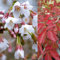 Prunus incisa Kojo-no-mai - Fuji Cherry - Plant in 9c Pot - Amazing Spring and Autumn Colour