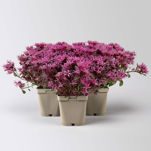 Sedum spurium 'Spot on® Deep Rose', dunkelrosa, Topf 9x9 cm, 3 Pflanzen