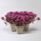 Sedum spurium 'Spot on® Deep Rose', dunkelrosa, Topf 9x9 cm, 3 Pflanzen