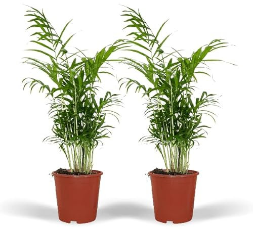 Mexikanische Bergpalme – Chamaedorea Elegans – tropische Zimmerpflanze – Ø17cm – 55cm – 2 Pflanzen – immergrüne Palme für Wohnzimmer & Büro