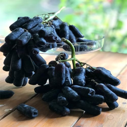 Winterhart. Weintraube, Weinreben Sortiment kernlos. Vitis viniferaresistente Züchtungen. Magic of Nature, Weintrauben Pflanzen, Weinrebe. Kernlose Tafel-Trauben-Kollektion. -2zwiebeln-A