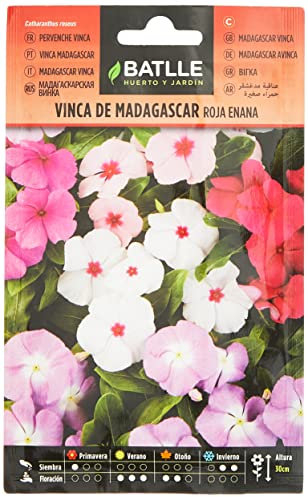 Semillas Batlle Vinca de Madagascar roja enana
