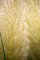 Cortaderia selloana 'Evita' -R- C 60-80 Garten-Pampasgras 'Evita'®,winterhart, deutsche Baumschulqualität, im Topf für optimales anwachsen