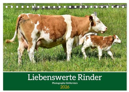 Liebenswerte Rinder (Tischkalender 2026 DIN A5 quer), CALVENDO Monatskalender: Nette Wiesenbewohner (CALVENDO Tiere)