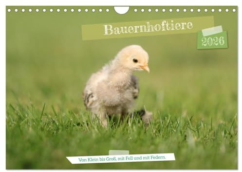 Bauernhoftiere - Von Klein bis Groß, mit Fell und mit Federn. (Wandkalender 2026 DIN A4 quer), CALVENDO Monatskalender: Auf den Bauernhöfen ist ... und ganz viel Hufgetrappel. (CALVENDO Tiere)
