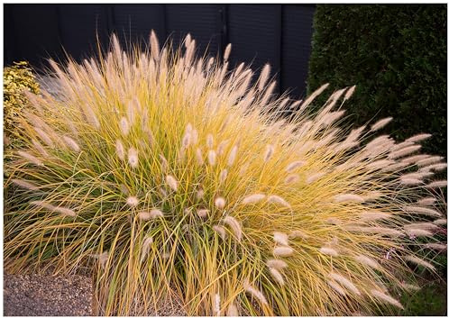 Stauden Gänge 1 x Pennisetum alopecuroides 'Gelbstiel' Lampenputzergras | Gelbes Ziergras für Sonne, Blüte Juli bis Oktober, mehrjährig, 1 L Topf (11x11 cm)