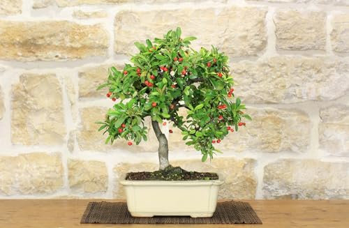 Bonsai di Pyracantha Coccinea (146)