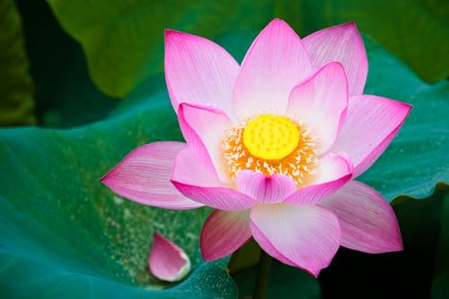 10 Samen Indische Lotusblume Nelumbo nucifera, Lotus Lotos Wasserpflanze