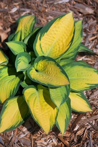 Hosta x fortunei 'Orange Marmalade' 9x9 cm Topf – Winterhart, Mehrjährig, Pflegeleicht – Funkie – Staude für Schattenbeet & Kübel