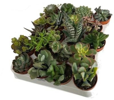 Pack de 20 Plantas Crasa, Mix de suculentas variadas. Mix de plantas Crasas, en maceta de 5 cm. Suculentas con hojas gruesas que almacenan agua, ideales para climas secos. Segura Garden.