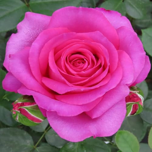 YouGarden Kirsty's Rose 3L Pot