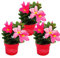 Exotenherz - Dipladenia – Gelsomino cileno – Vaso da 10 cm – Set di 3 piante – rosa