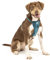 Kurgo TRU-Fit Hundegeschirr, Crash-Test-erprobtes Auto-Sicherheitsgurt, Für Hunde von 2 bis 5 kg, Größe M, Tinte Blau