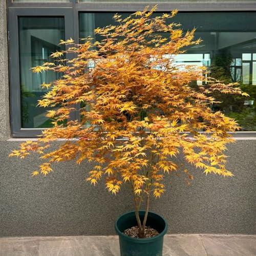 50 pcs Japanischer Ahorn Baum Samen, nachhaltige geschenke, bonsai samen Ahorn Samen, zimmerpflanzen echt samen, winterharte blumen bonsai nachhaltige geschenke für frauen garten geschenke,