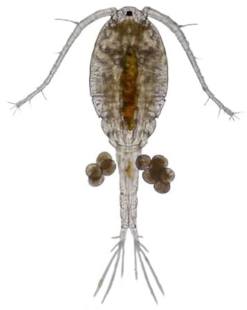 Swell Live Copepods Aquarium Fish Food 10 Pack. Outstanding Tropical Fish Food.