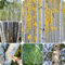 300 pcs Weiße Birke Samen bäume kaufen, zimmerbonsai bonsai Betula platyphylla - Birken Samen - bonsai bäumchen kaufen bonzai baum pflanzendeko winterharte kübelpflanzen baumsamen