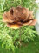 Zen Man Garteninspiration Gartenstecker Beetstecker Blumenstecker Rose 031438