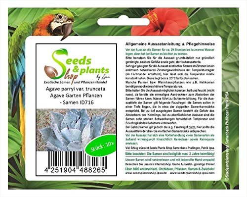 Stk - 10x Agave parryi var. truncata Agaven Garten Pflanzen - Samen ID716 - Seeds & Plants Shop by Ipsa