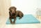 BORN2REST Bettmatte Matratze für Hunde und Katze waschbar Bunte Hundematte Hundekissen Matten Demi-Matratze Hundsofa S-XL (Turkis, M (70 x 60 x 3cm))