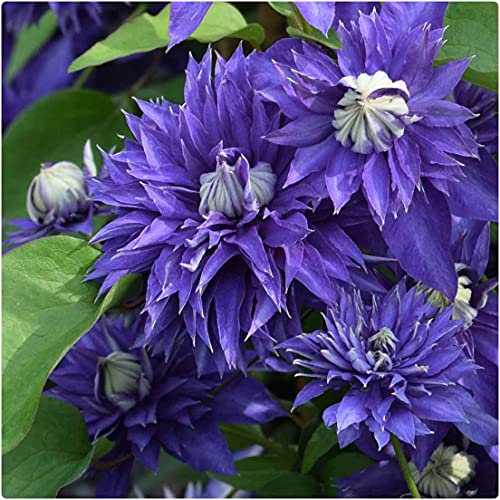 Clematis Hybrid 'Multi Blue' X 3 Large Plug Plants for Potting on by Growtanical