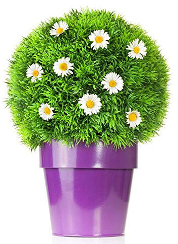 20pcs Daisy Blumensamen Päckchen Vanille-EIS, Erdbeere Daisy Samen, Blumen der Saison Chrysantheme Samen, bonasi Blume