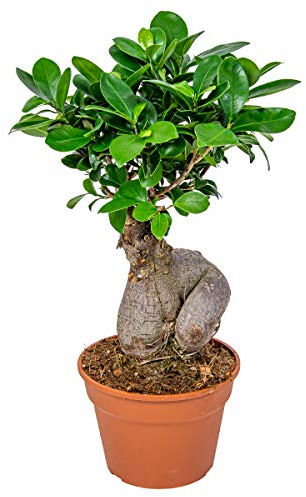 Bloomique - Ficus Ginseng - Bonsai Baum - Zimmerpflanzen - Pflegeleicht - Luftreinigend - Höhe 30-40 cm - Topf 17 cm
