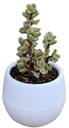 Verdant Touch Vaso per fiori e piante grasse, mini piantine, contenitore per fiori in plastica, per giardino, cortile, balcone, bianco