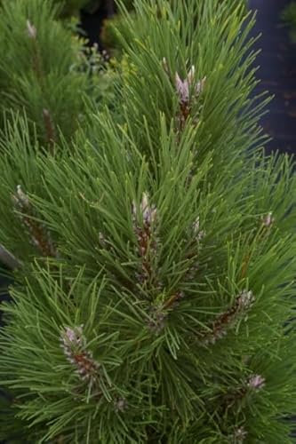 Pinus nigra Pyramidata - Säulen-Schwarzkiefer - 40-50cm