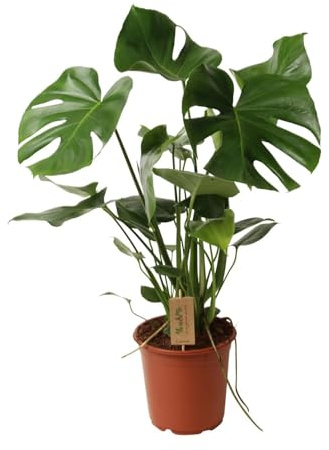 Monstera Deliciosa – Schweizer Käsepflanze – Zimmerpflanze ca. 60cm hoch – Ø21cm – Tropische Blattschmuckpflanze mit Luftreinigender Wirkung – Pflegeleicht & dekorativ
