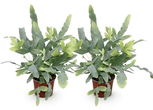 Phlebodium aureum Blue Star Farn, 2 Pflanzen, Ø12cm, Höhe 25-30cm