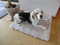 Engel Naturfelle Liegedecke Teppich für Katze und Hund Lammfell (Patch) 140x60cm perl graubeige