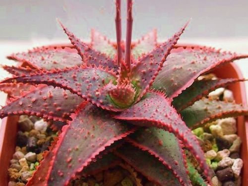 Aloe cuento de Navidad de color rojo híbrido suculenta rara agave cactus de semillas 100 semillas